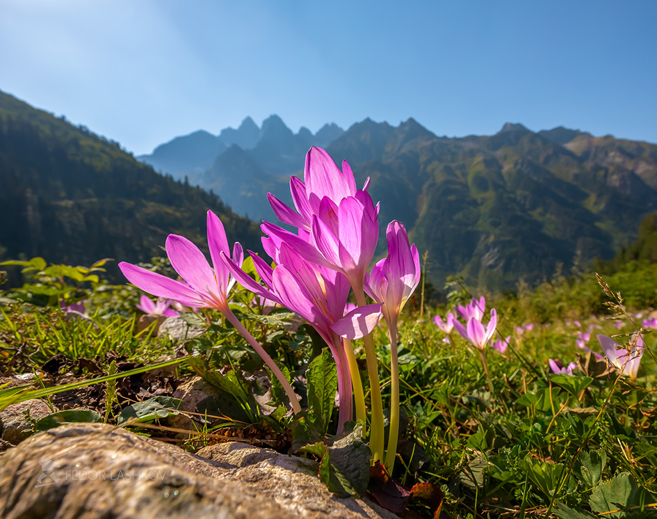 Безвременник великолепный