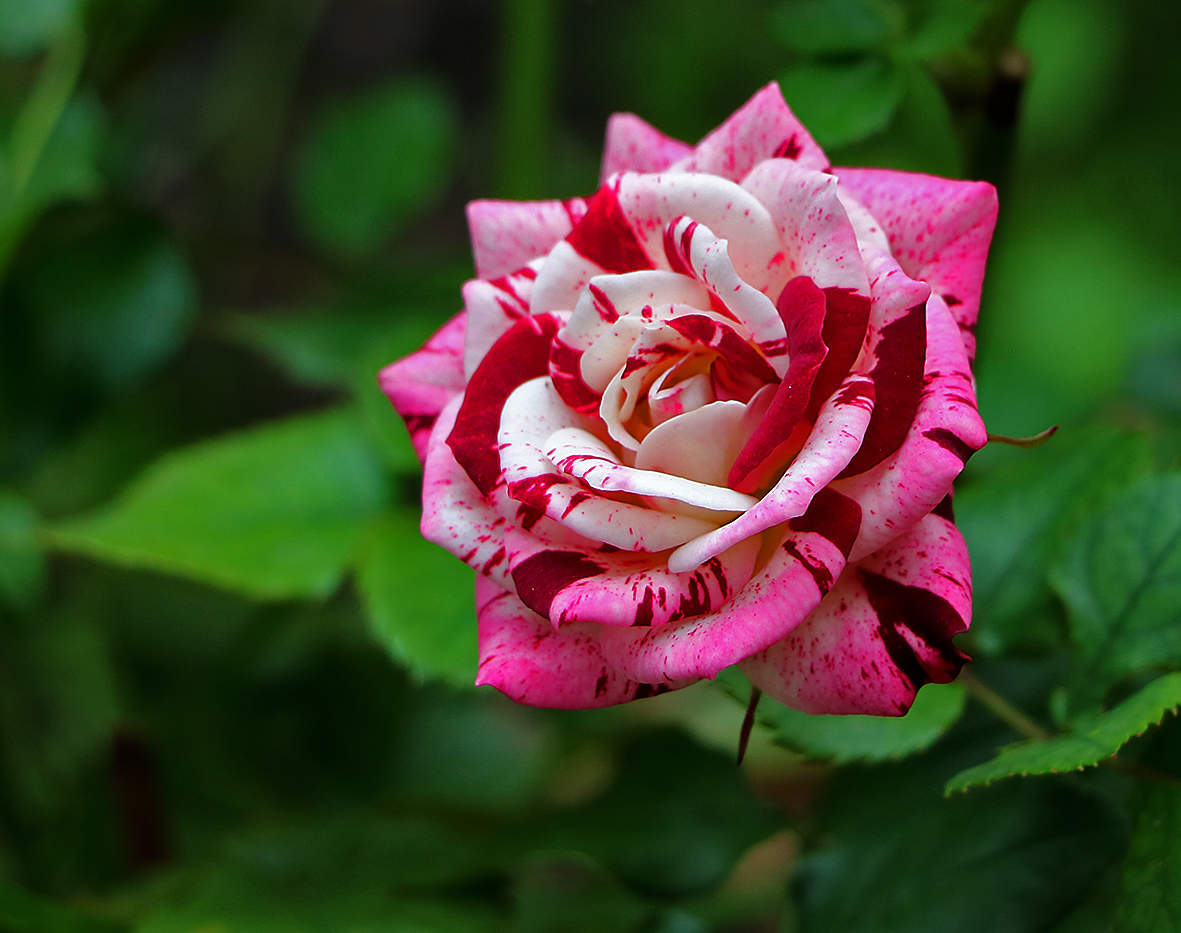 Роза Абракадабра