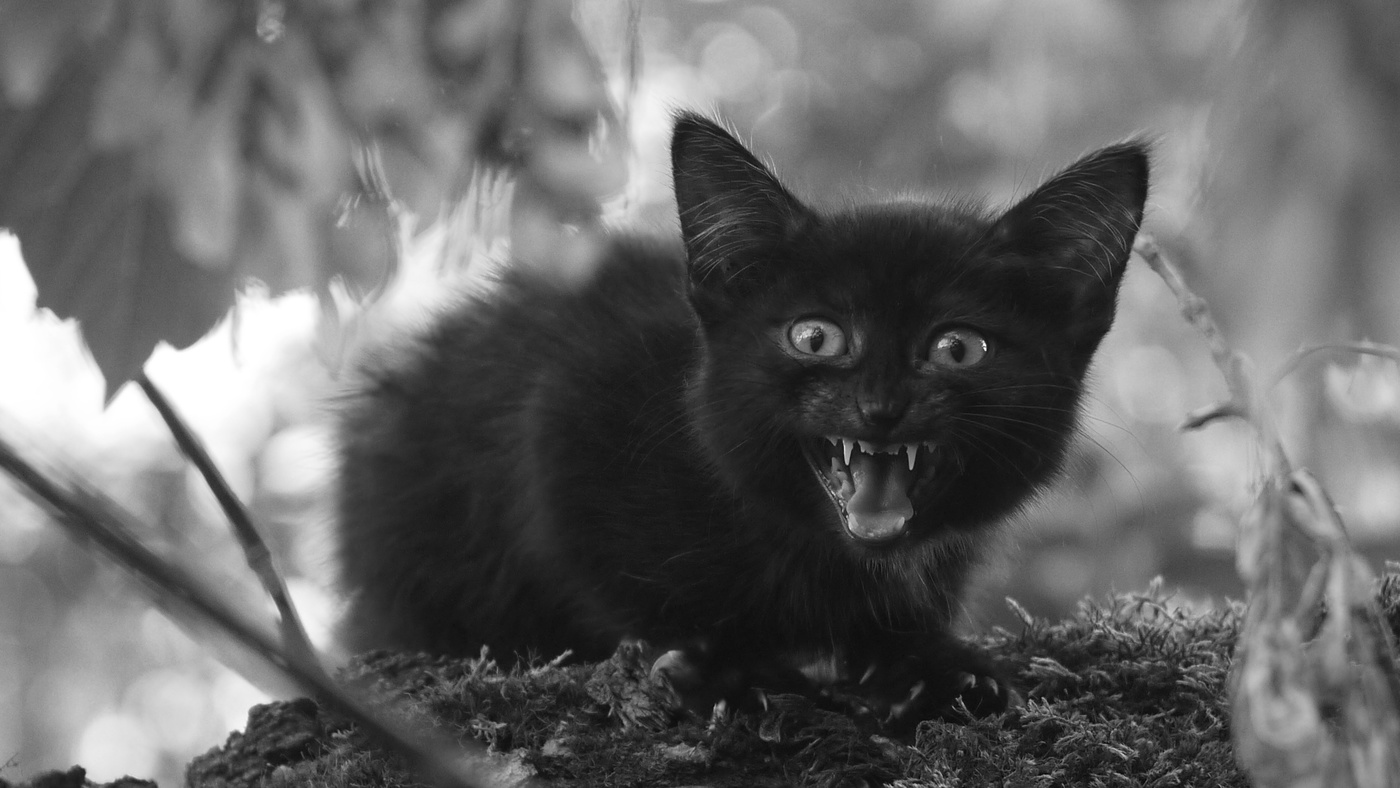 Крик о помощи...