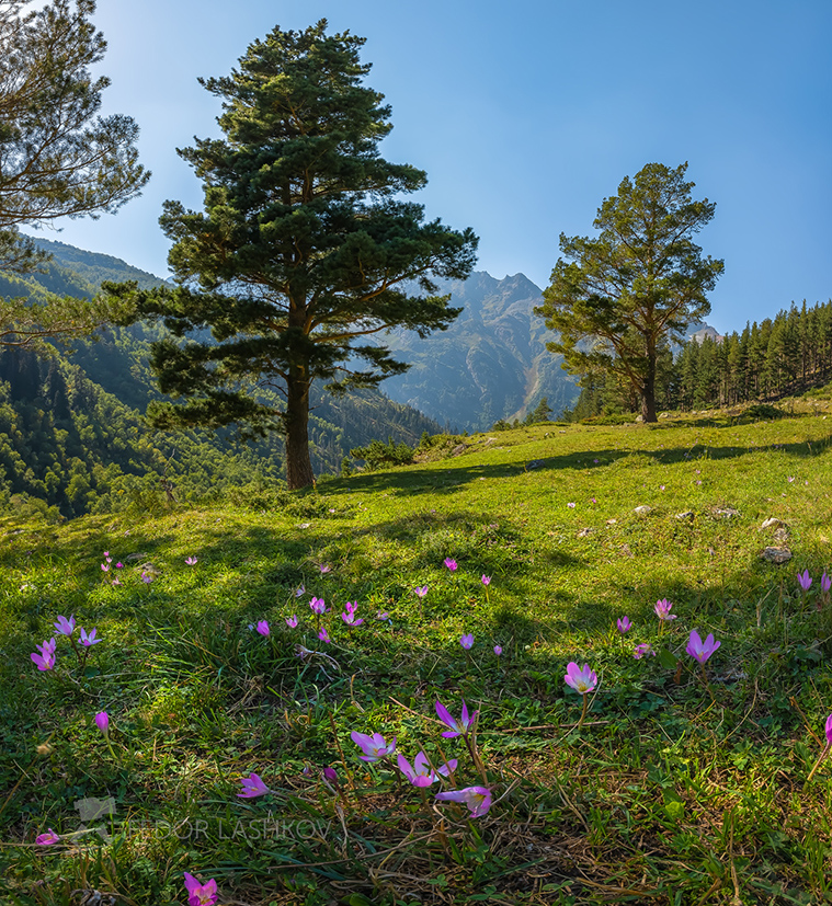 Зелёные луга