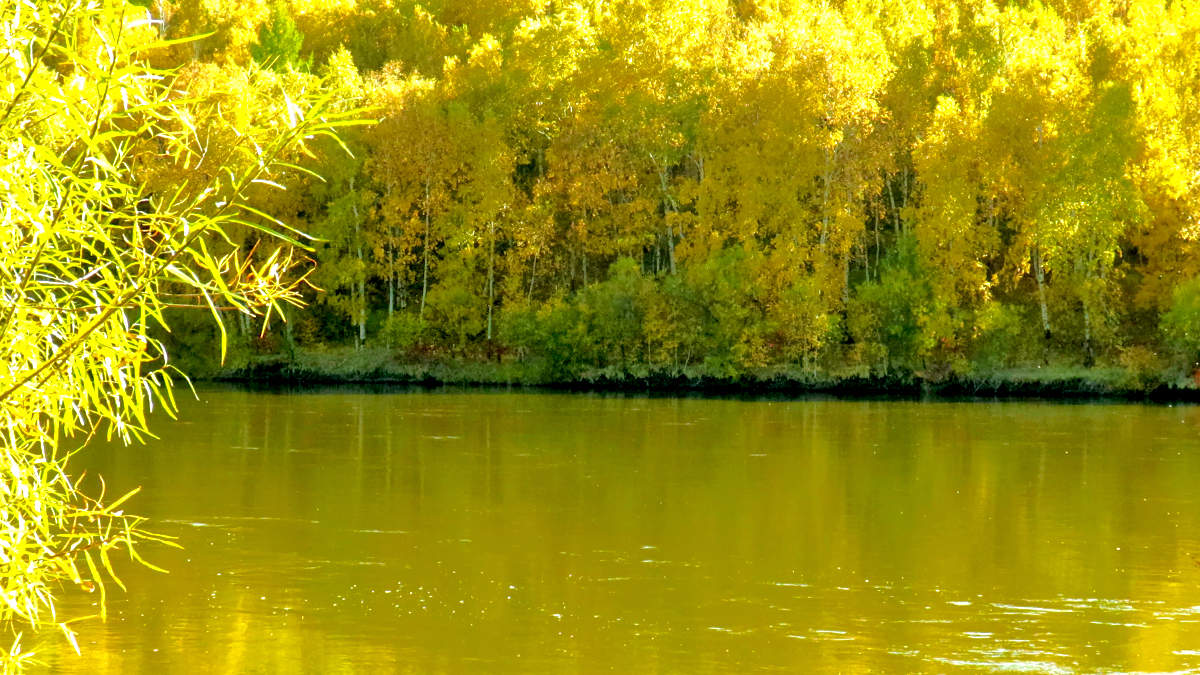 Лимонная осень