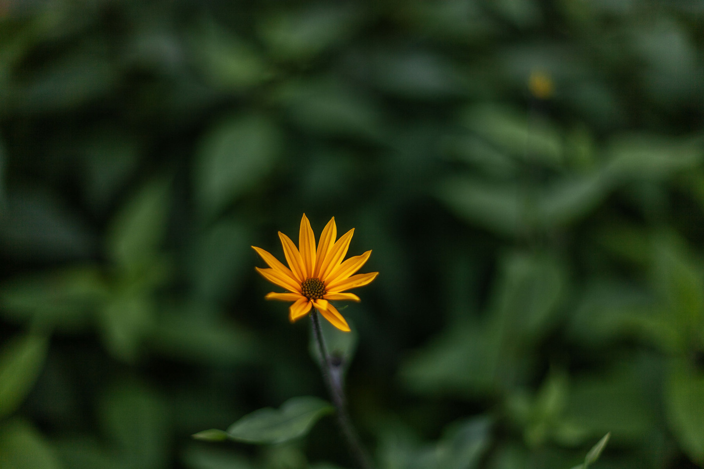 Жизнь вокруг