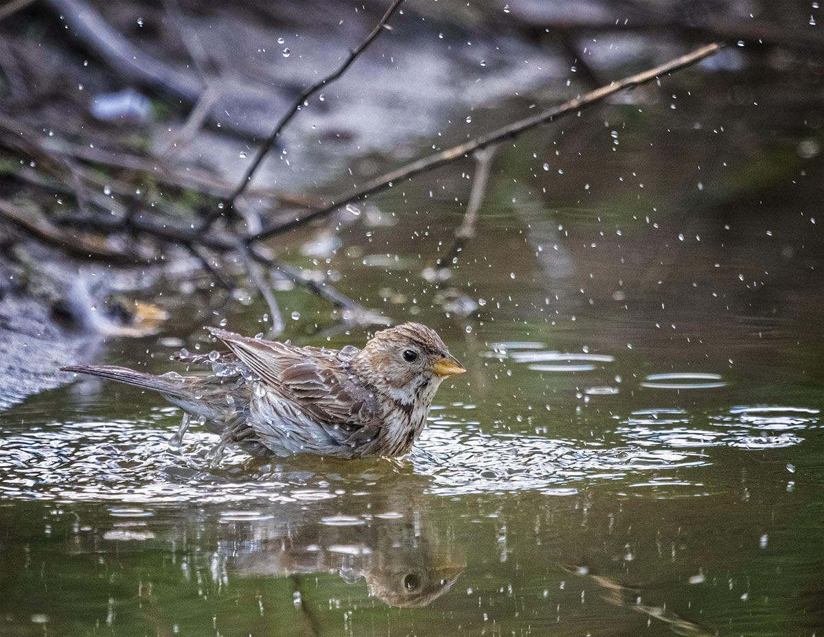 Купание просянки