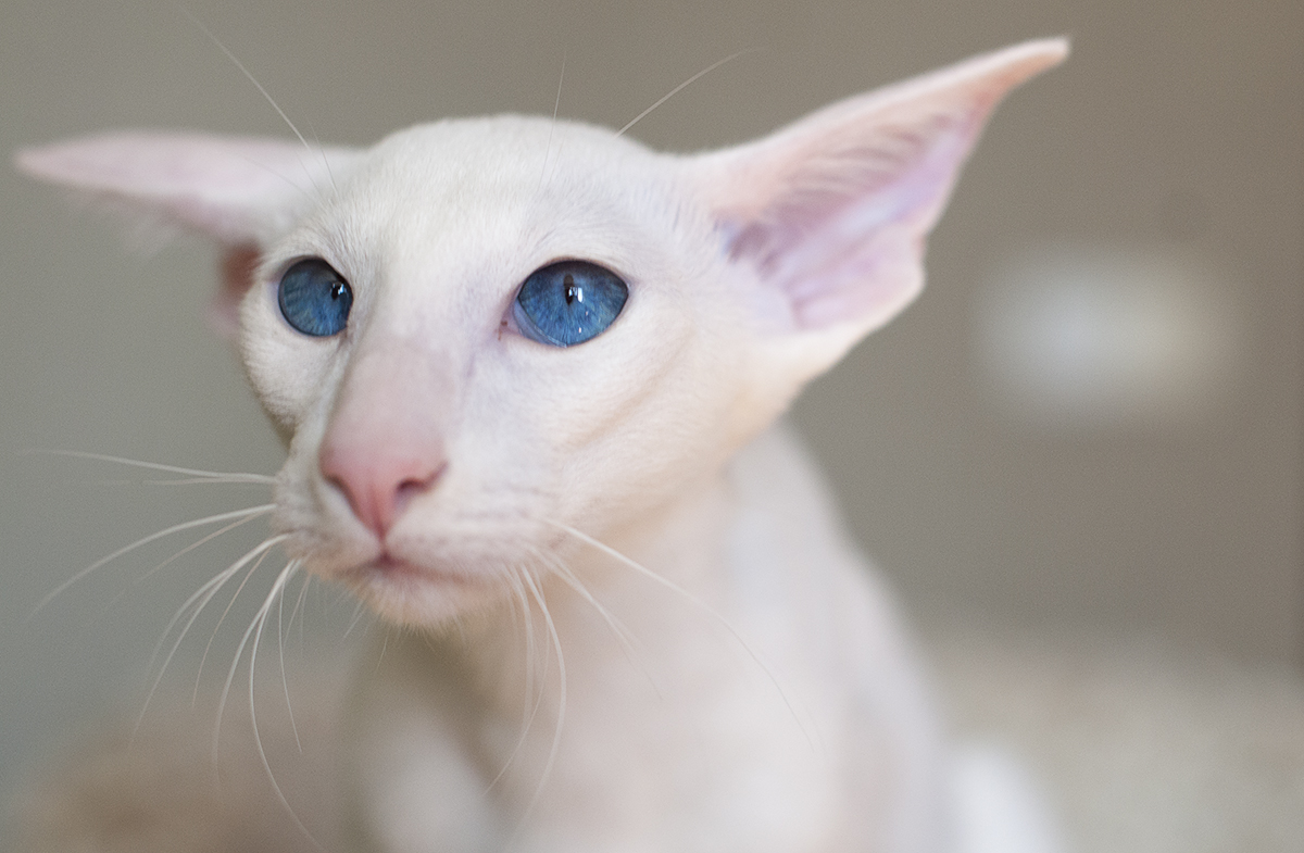 Принцесса Didi