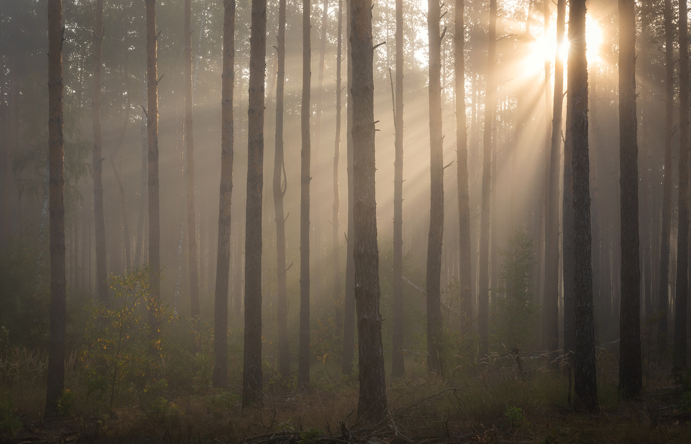 Сентябрьское утро в лесу