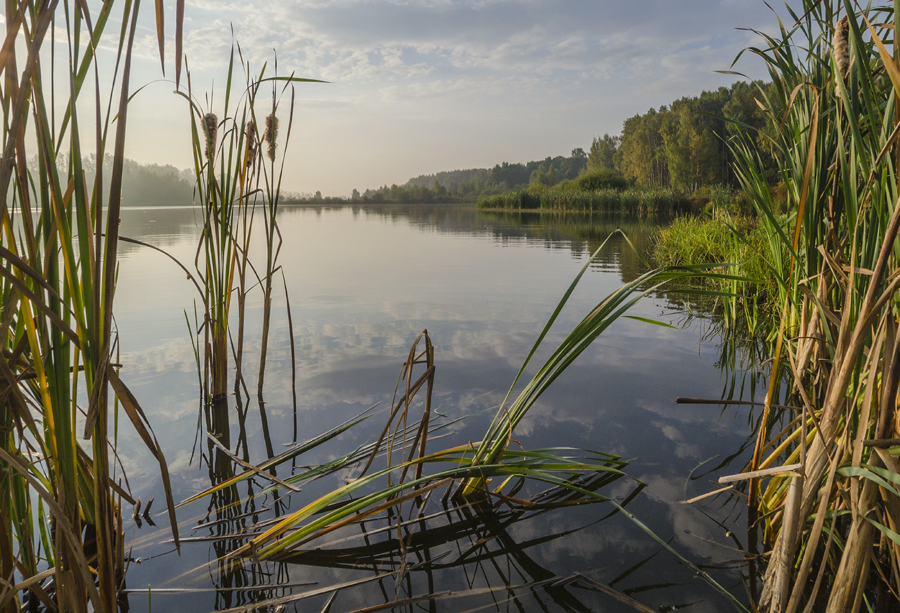 Осенний пейзаж с рогозом