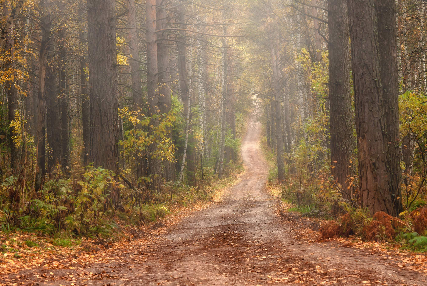Дорожка в осень.
