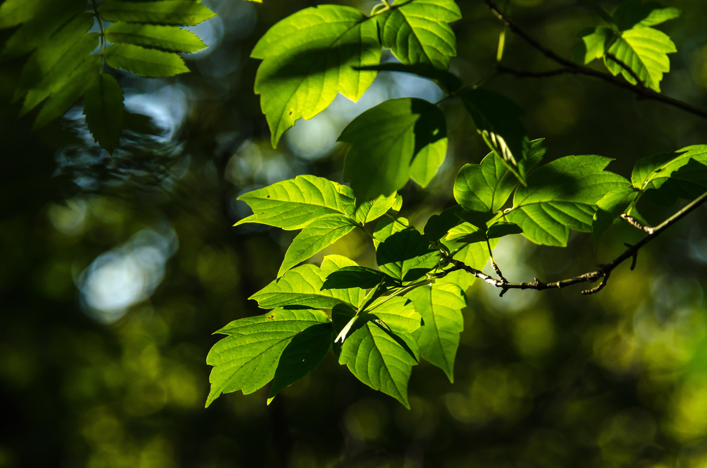 Зеленые листья