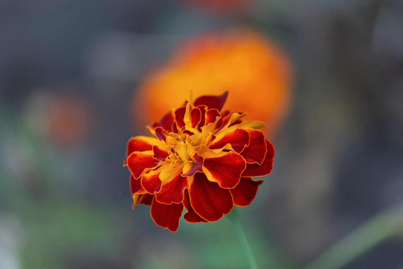 Бархатцев осенние огни...