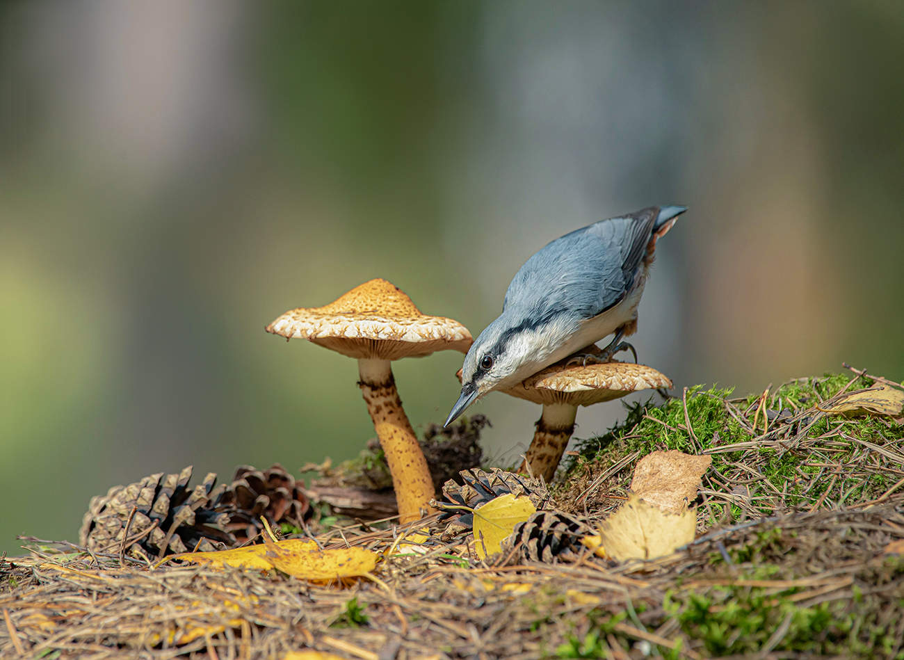 Осенняя зарисовка