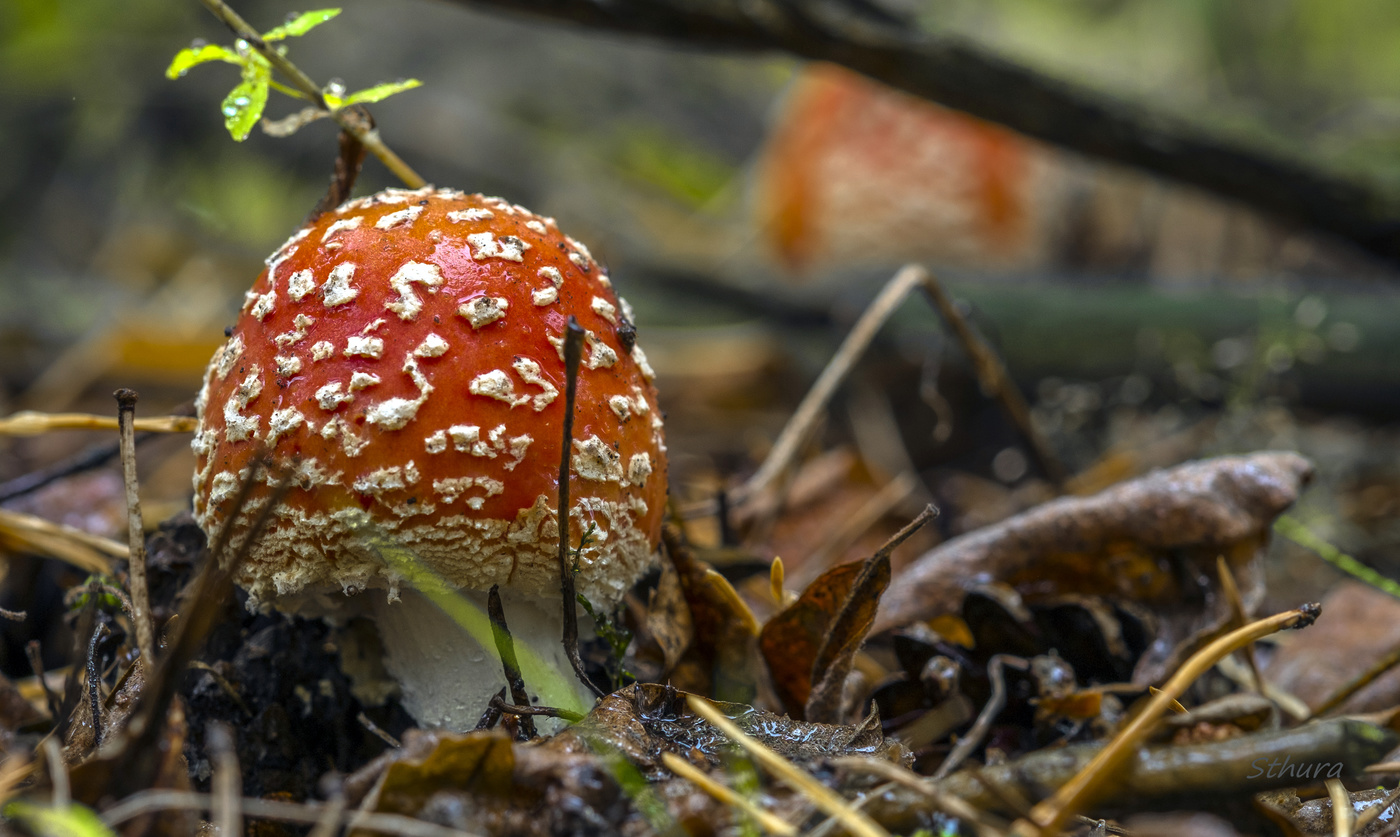 Лесной красавец.