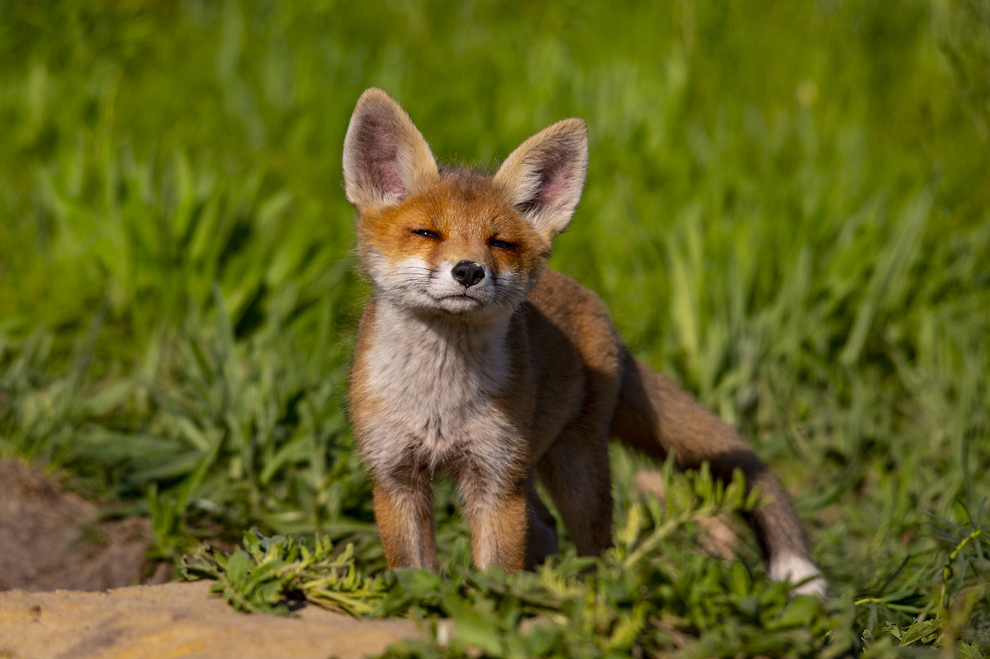 Наслаждаясь ароматом