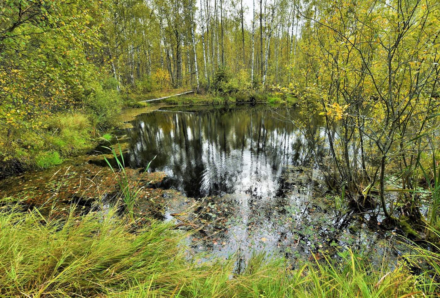 Осенний пруд ...