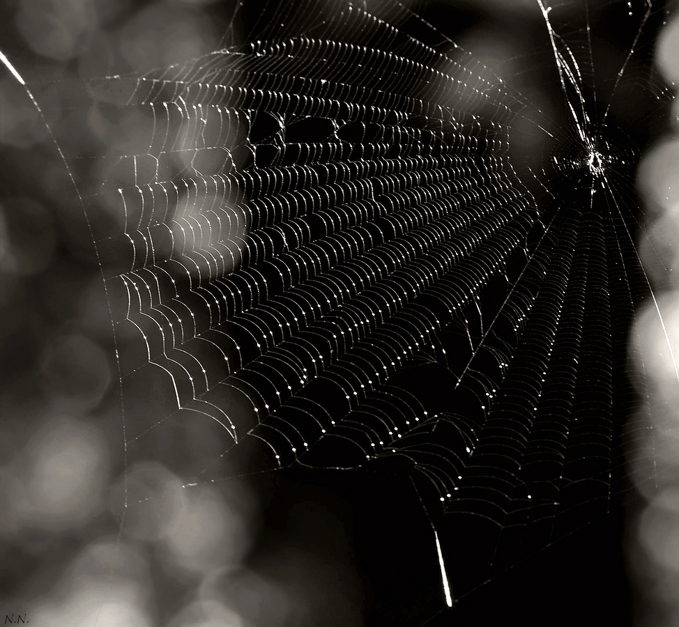 Невидимые паруса