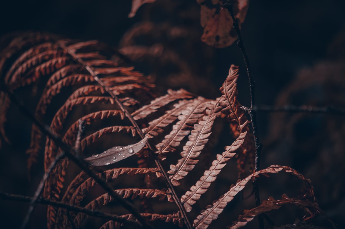 Папоротник