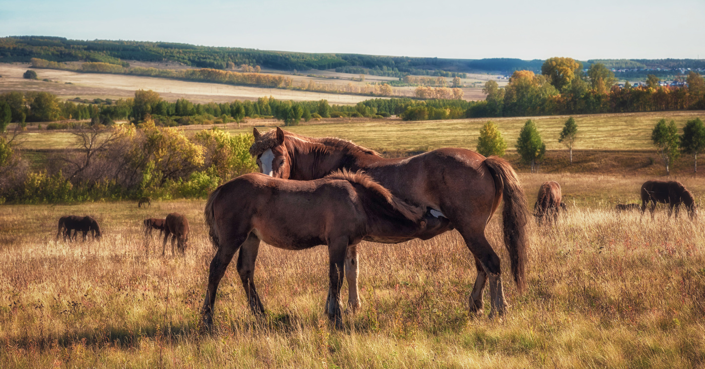 Кобылы породы "русский тяжеловоз" на пастбище
