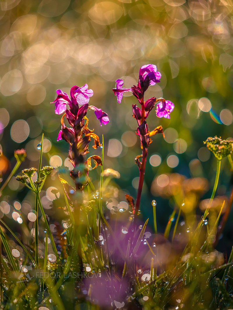 Из серии «Утренний сон»