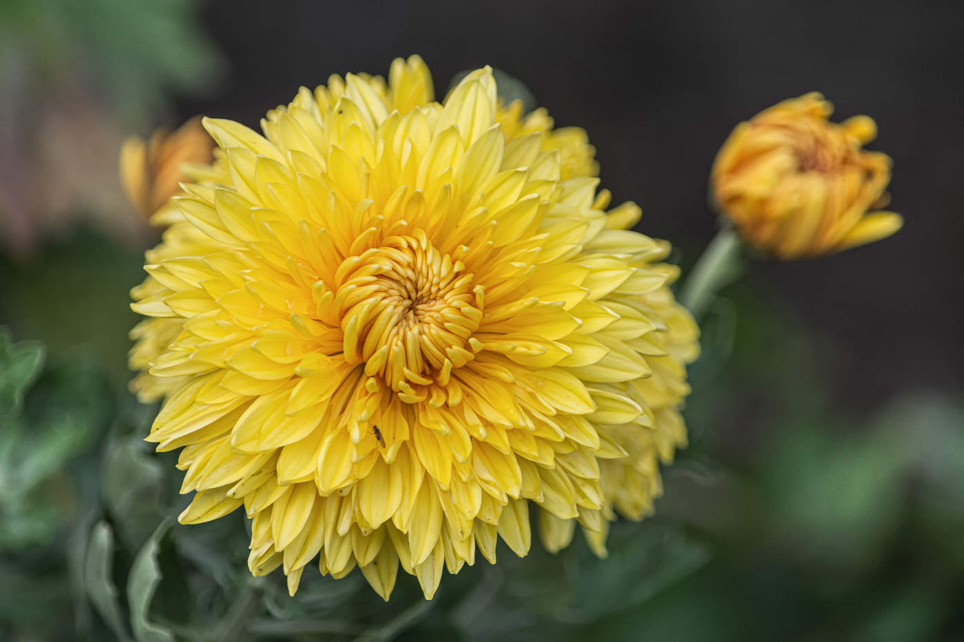 Как солнце осени - златые хризантемы...
