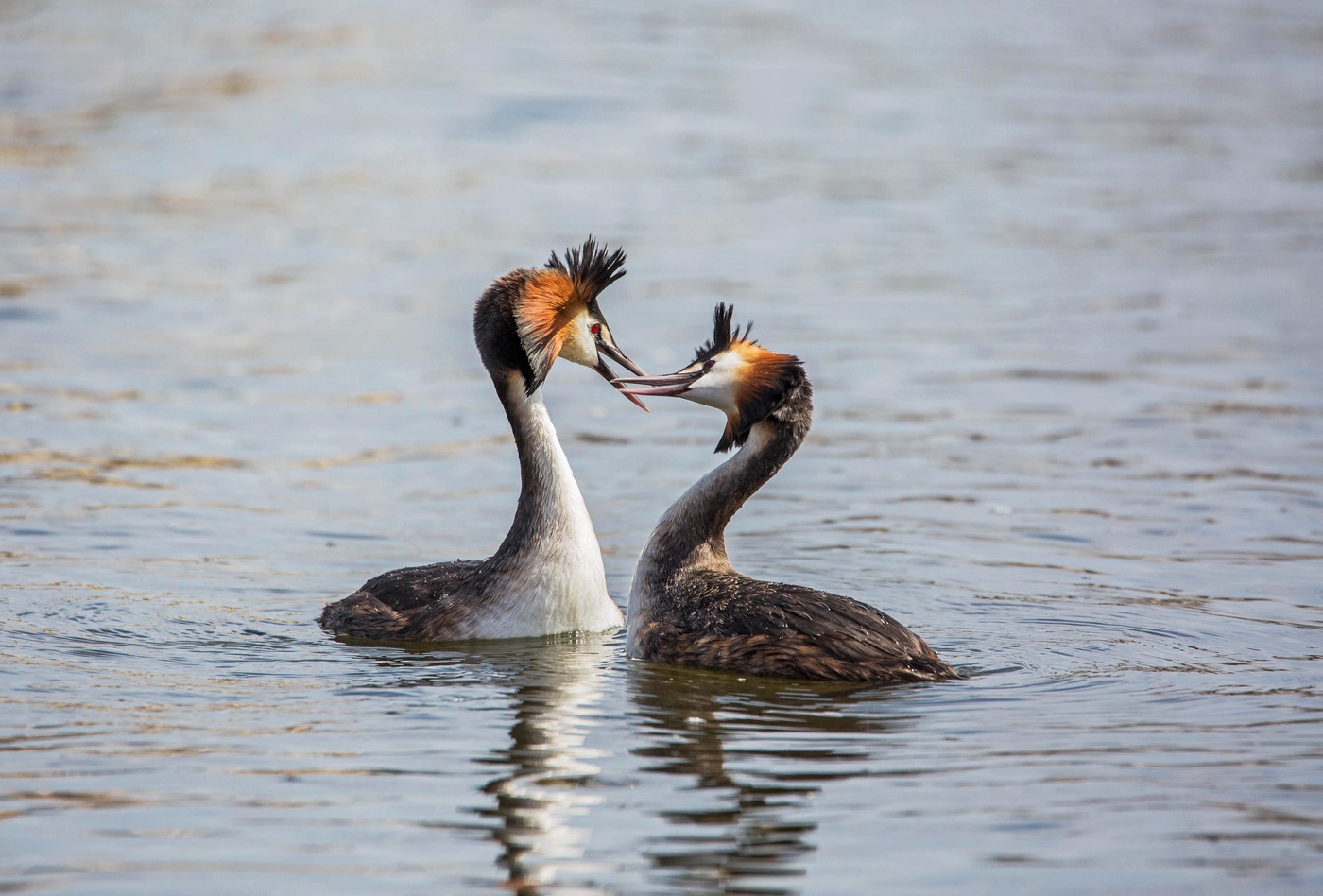 Брачные танцы