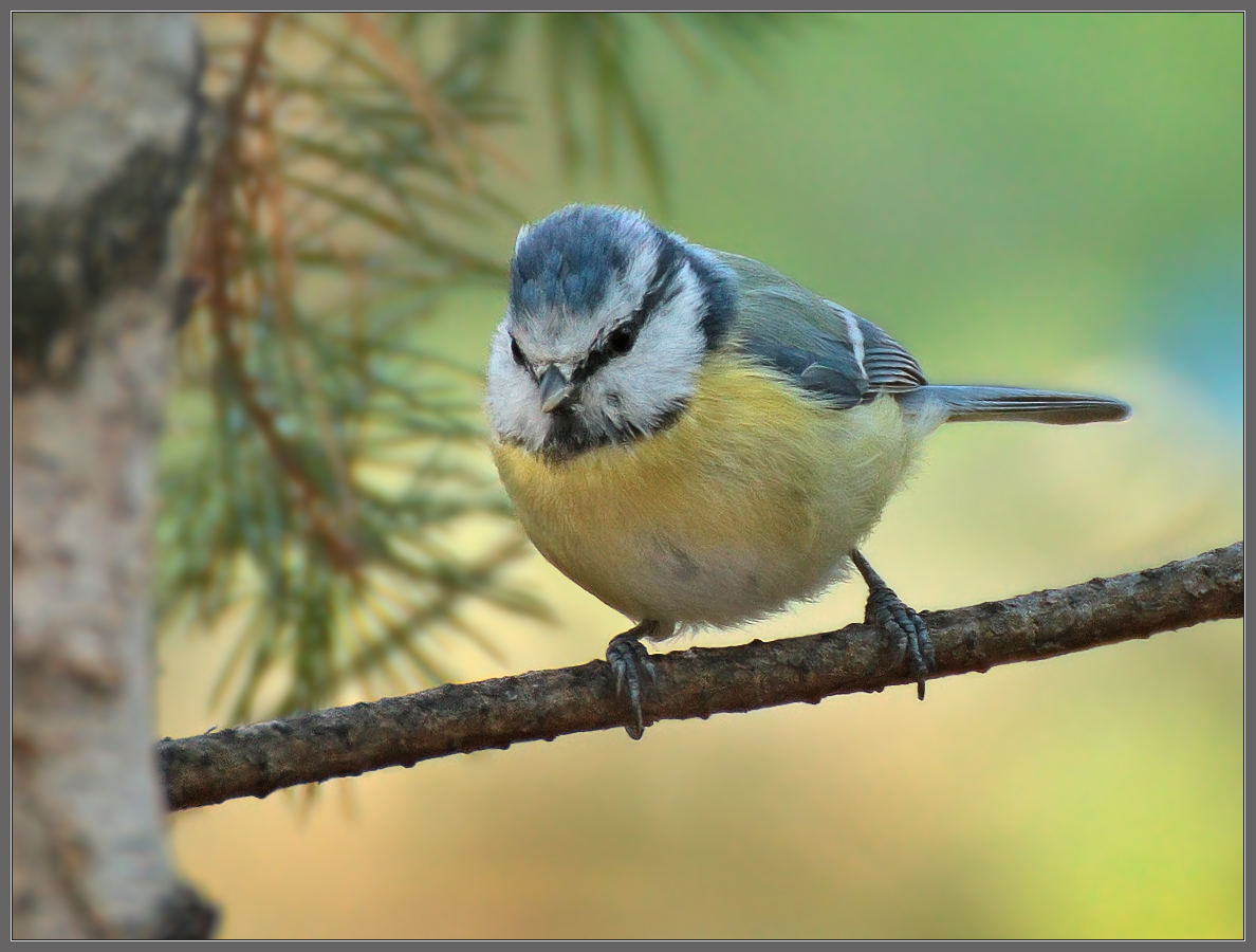 - Опять эти белки жрут МОИ семечки!