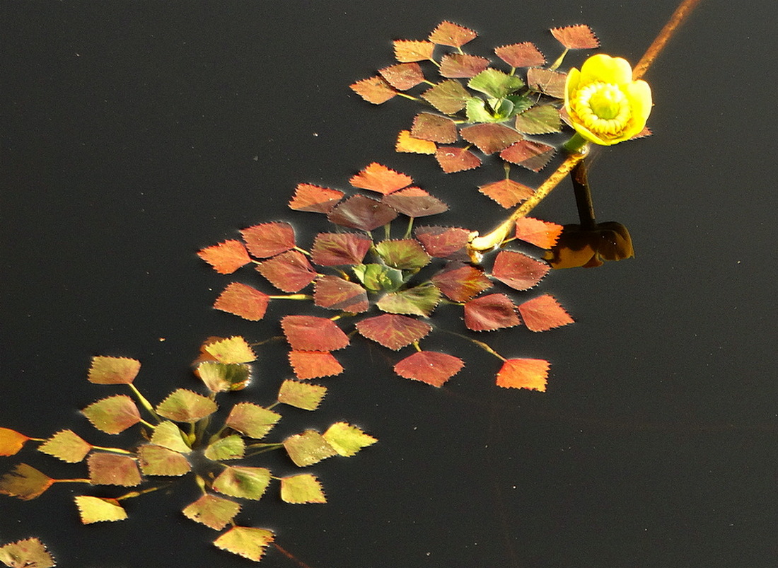 Природный осенний натюрморт