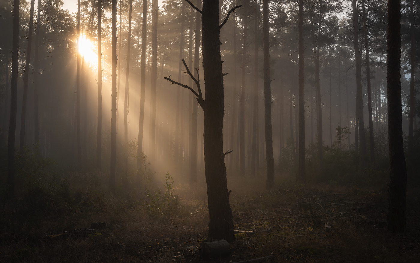 Туманное утро в лесу