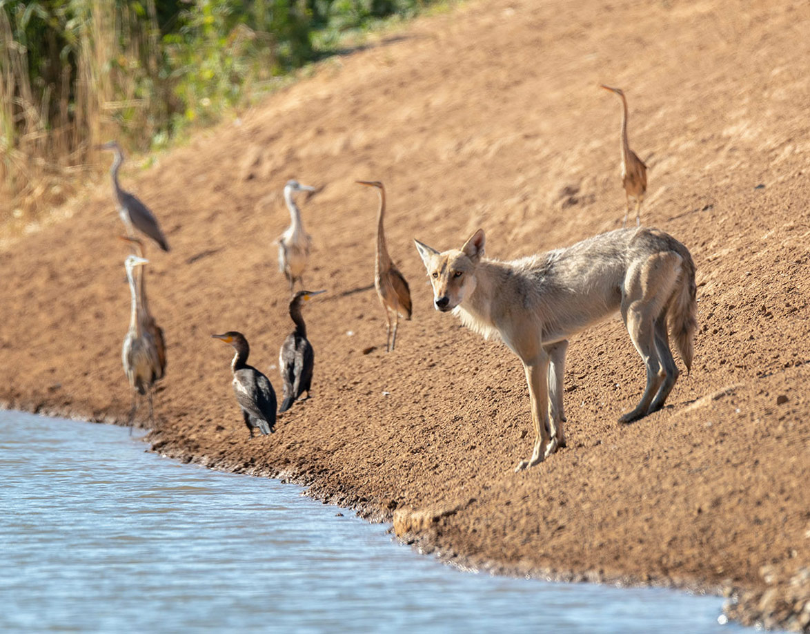 Степной волк, бакланы и цапли