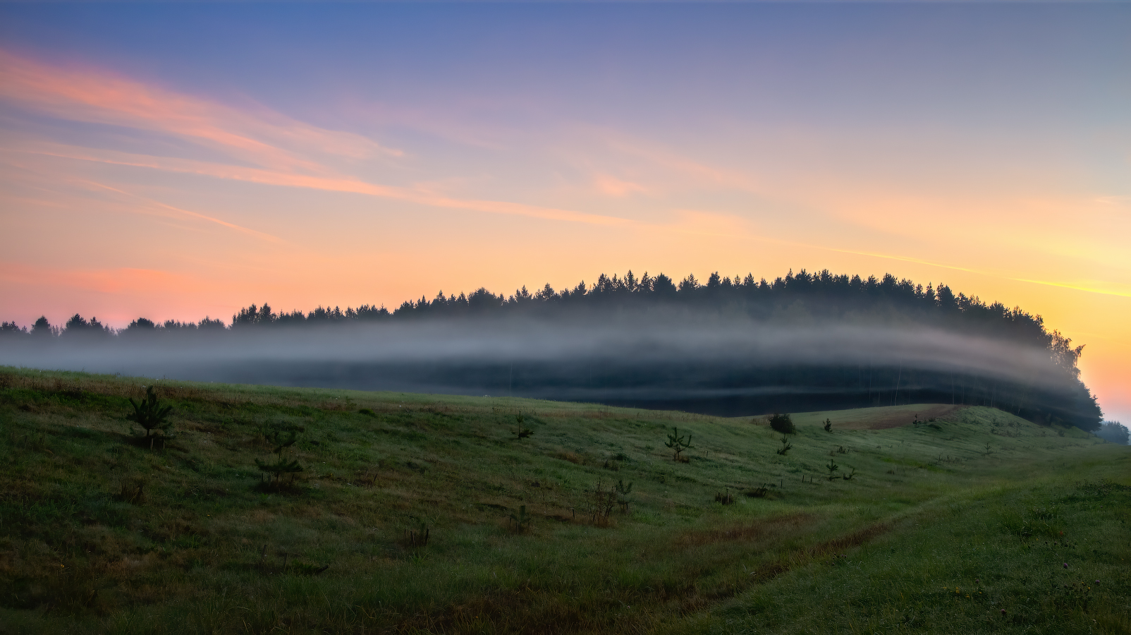Нежно обнимая лес