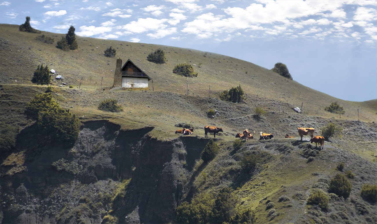 Горные коровки