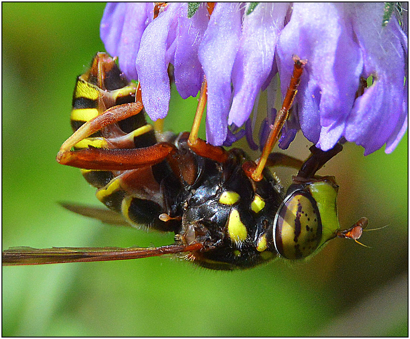 Муха, Я, муха.