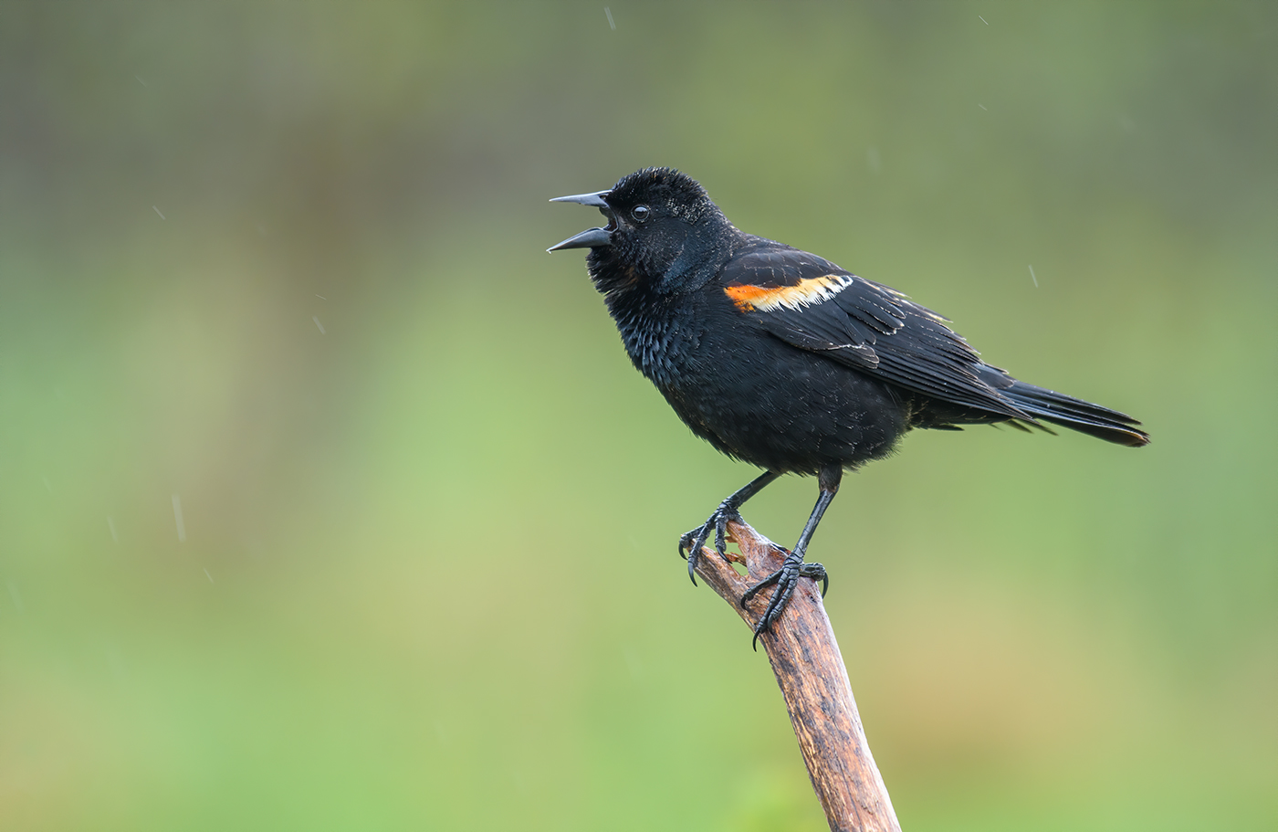 Red-winged Blackbird (male)