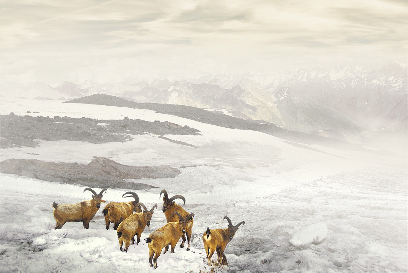 Горные козлики