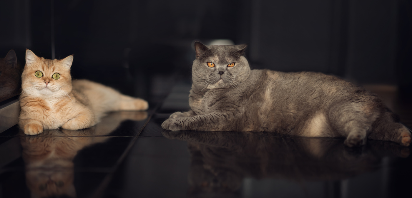 Композиция "Два ждуна"... Обед же скоро..)