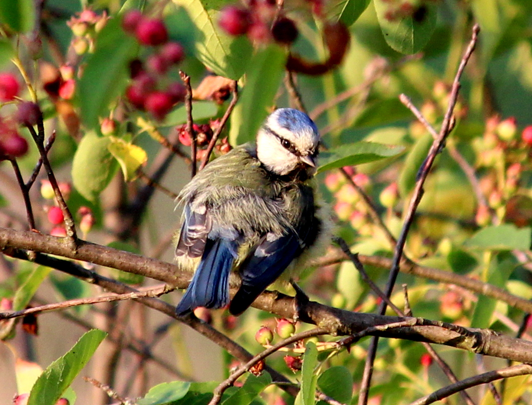 Взъерошенный