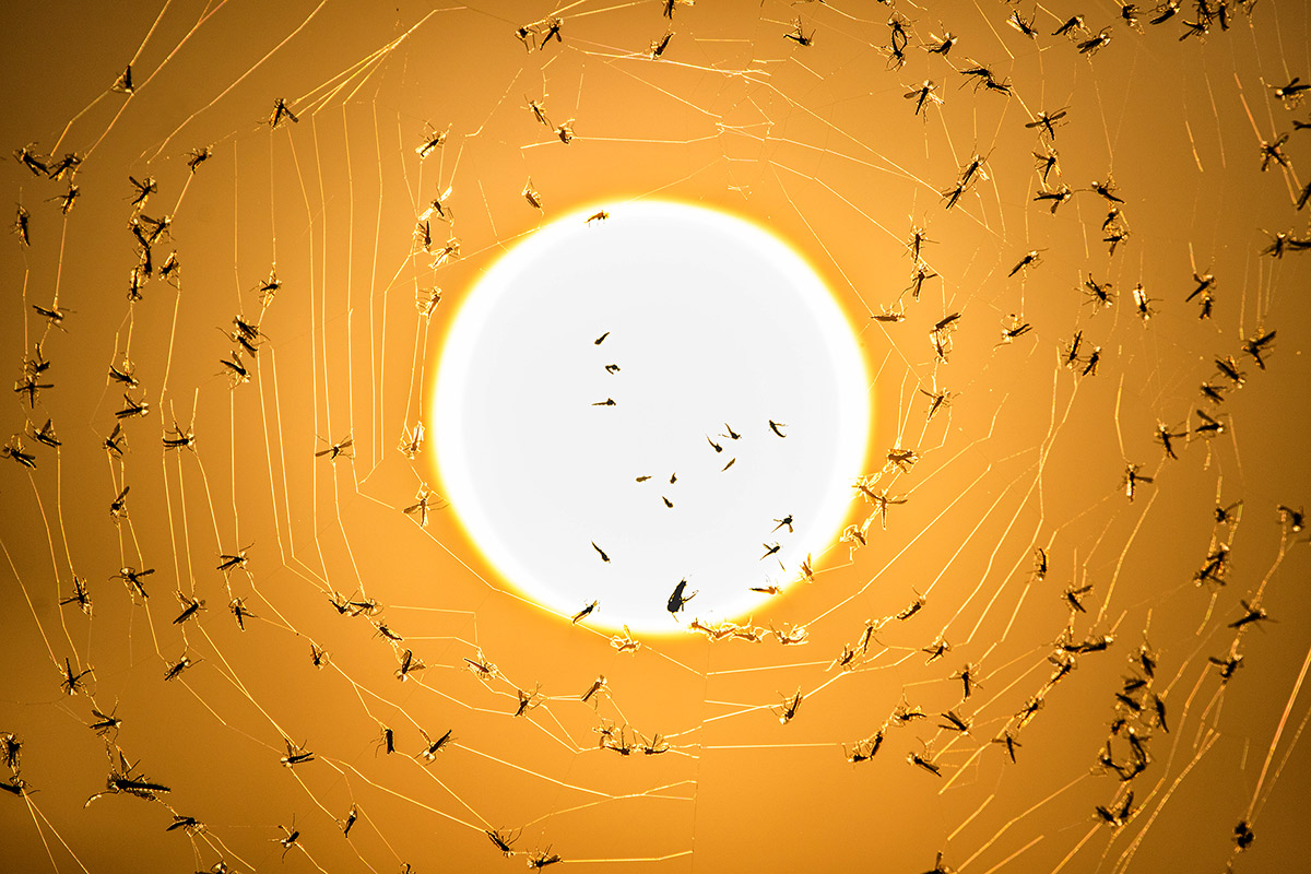 Ночной улов