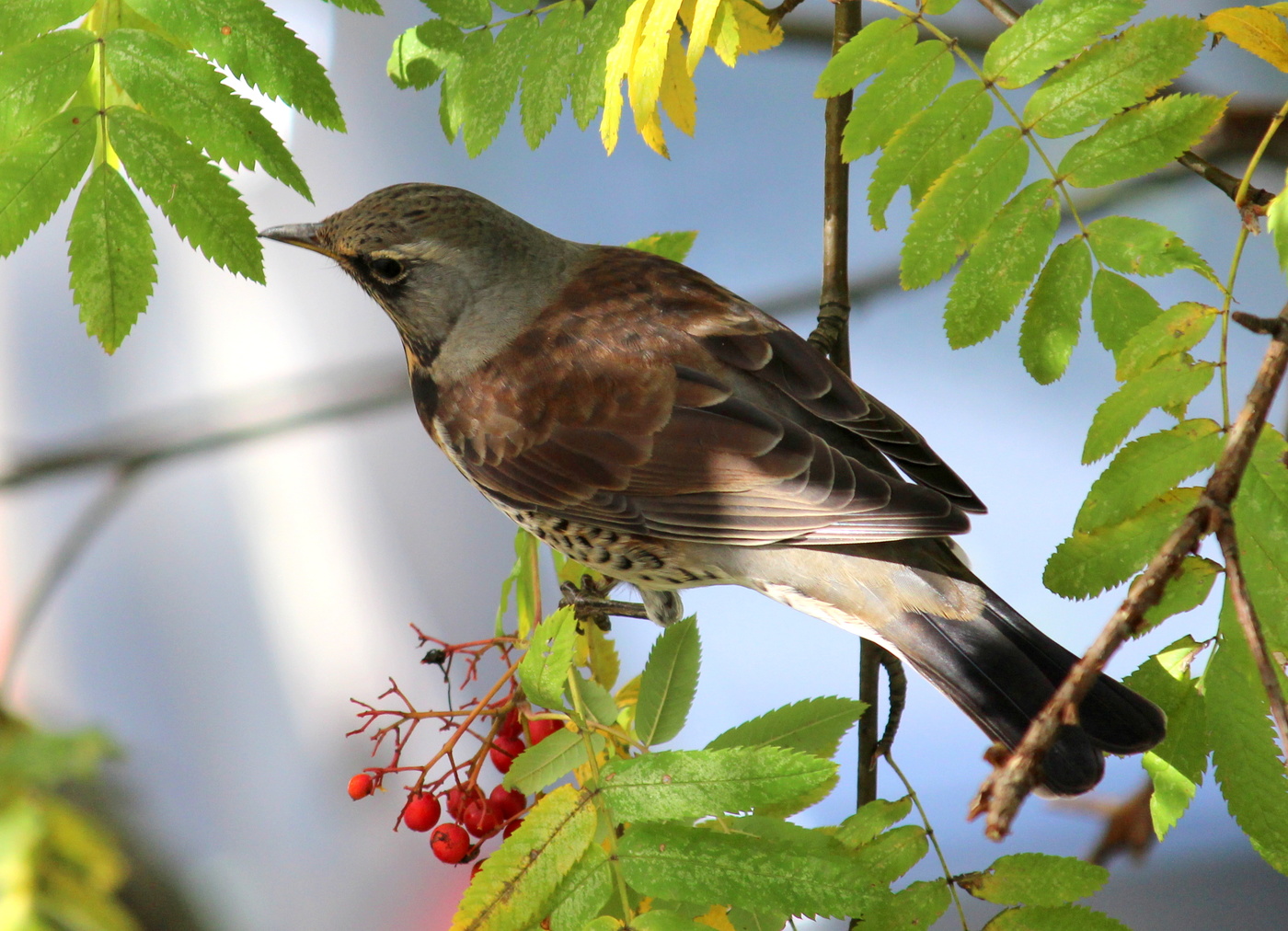 Вкусная рябинка.