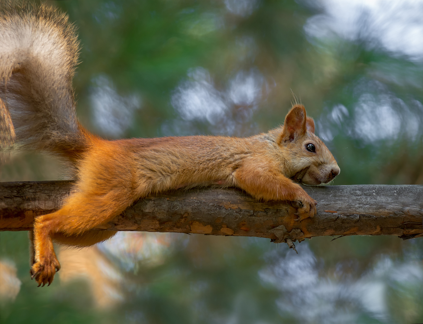 мотоциклиста..