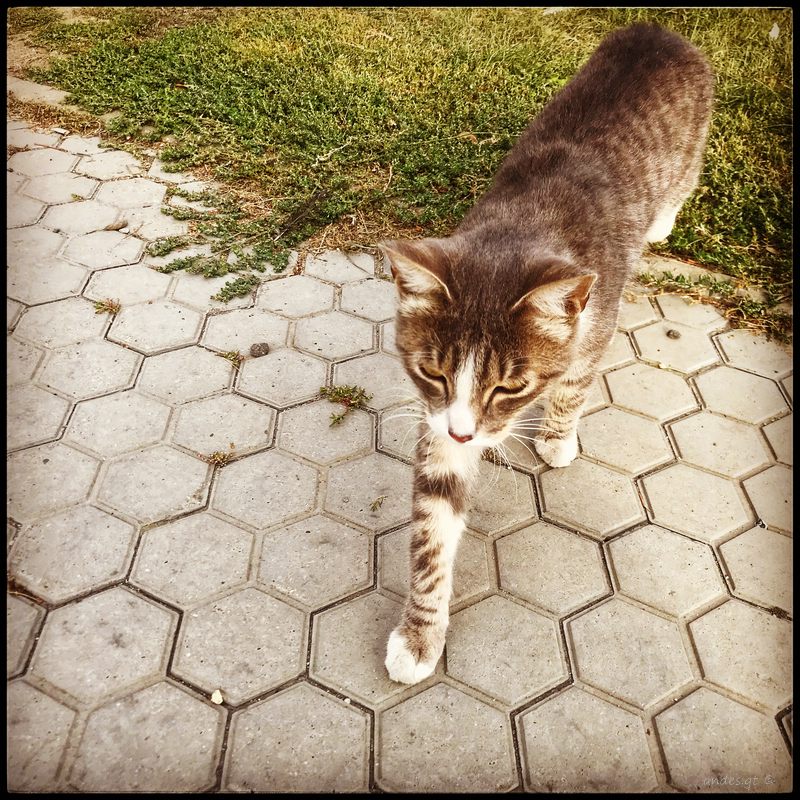 казахстанская