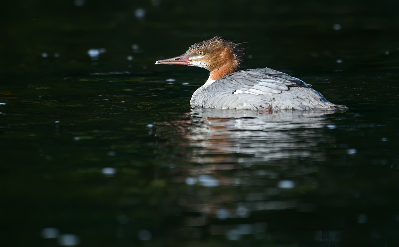 Common Merganser (female)