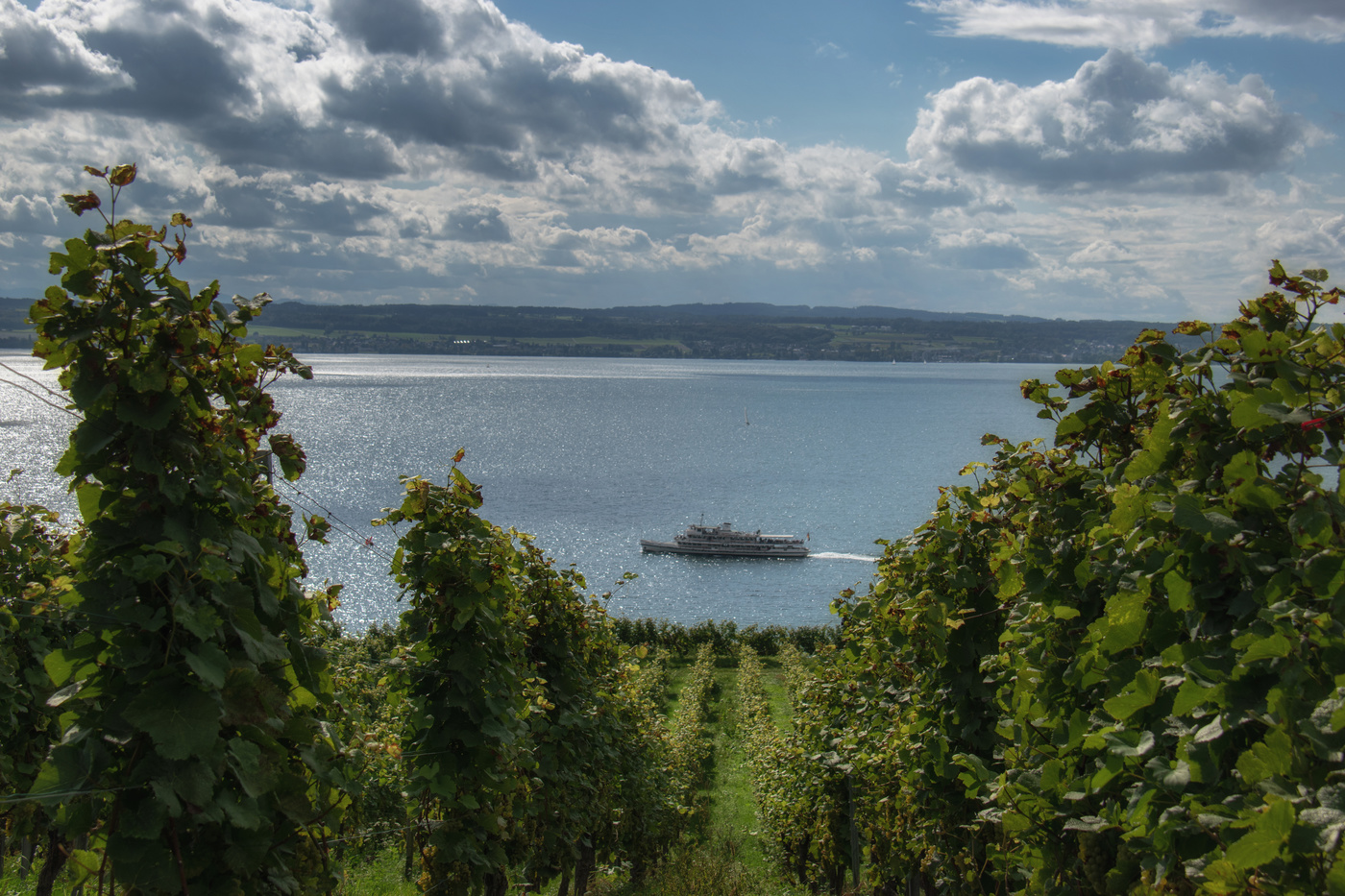 Wein am Bodensee