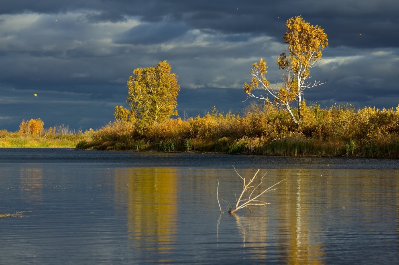 Там где листья как звезды)