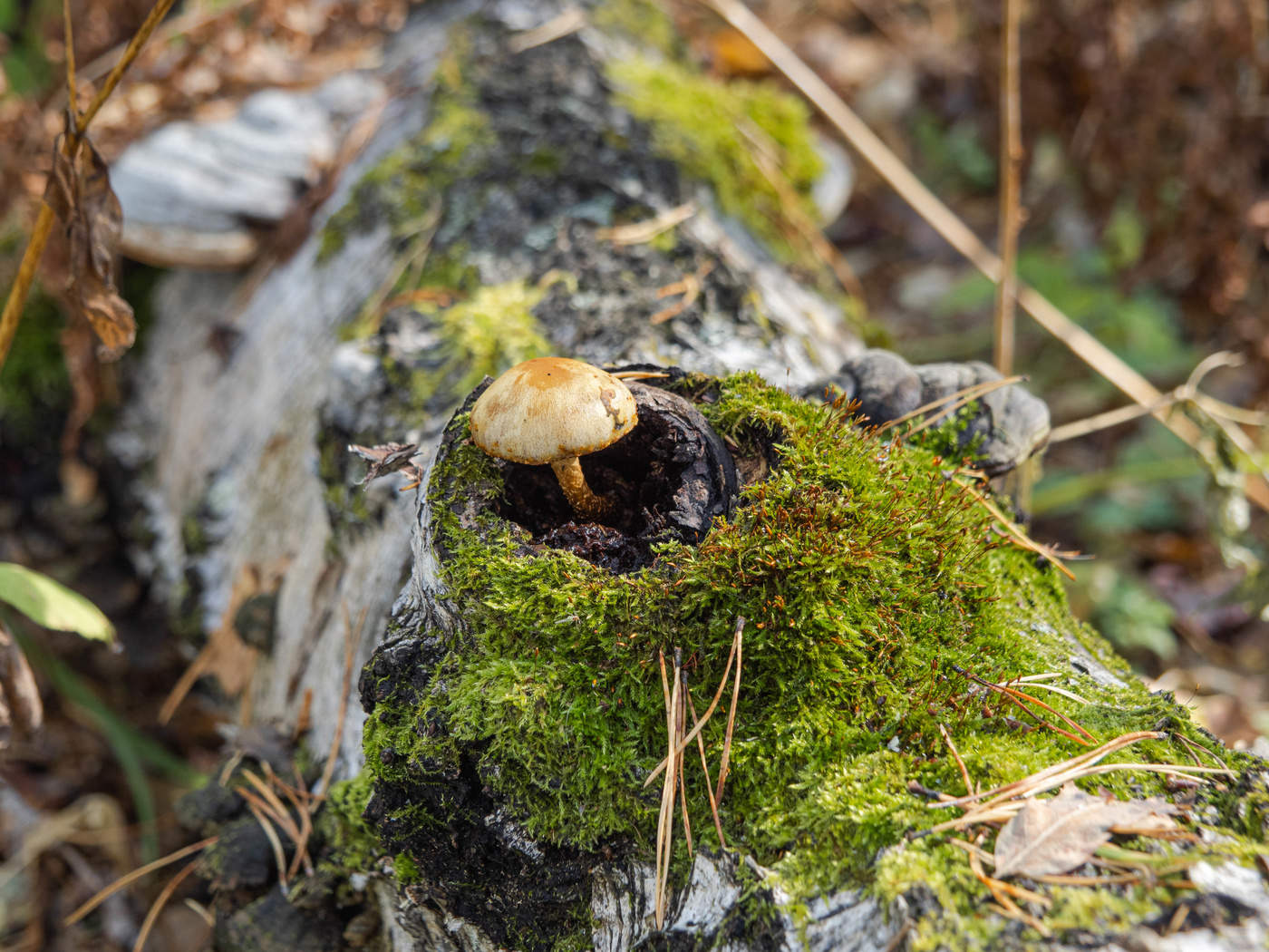 Хорошо устроился