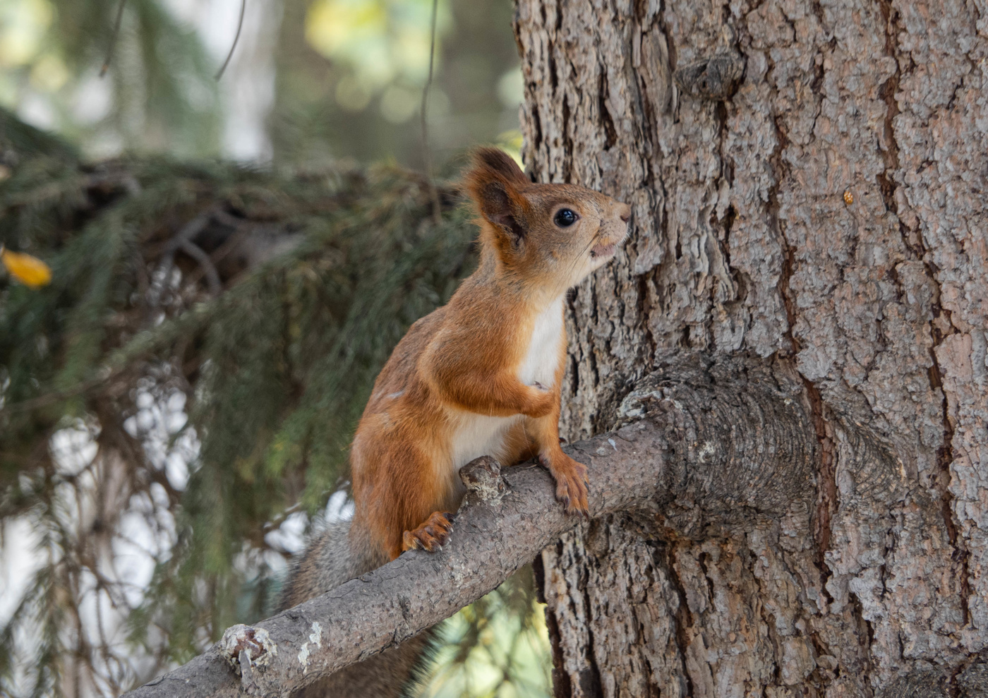 Попробуй подойди