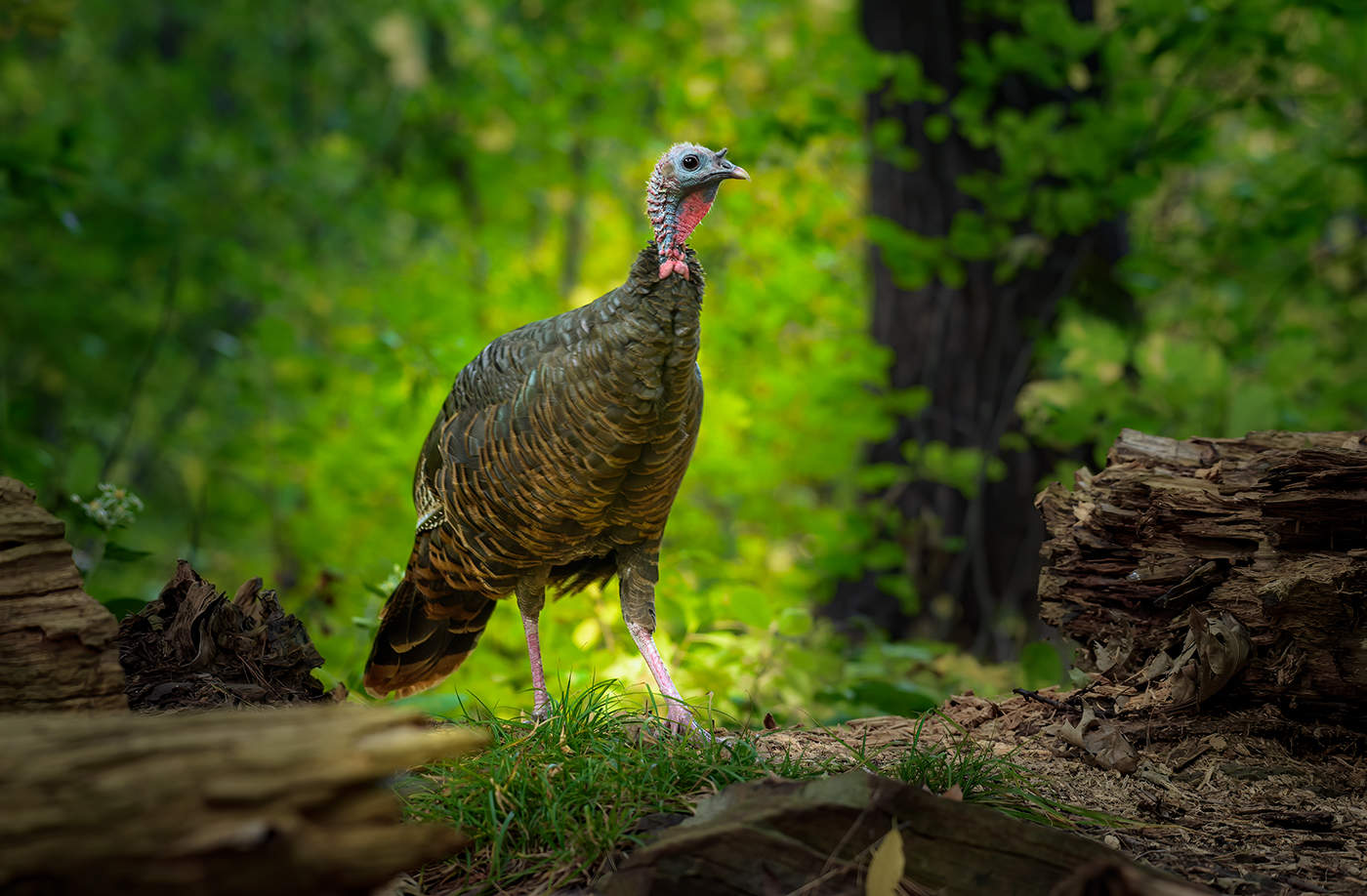Wild turkey (female)