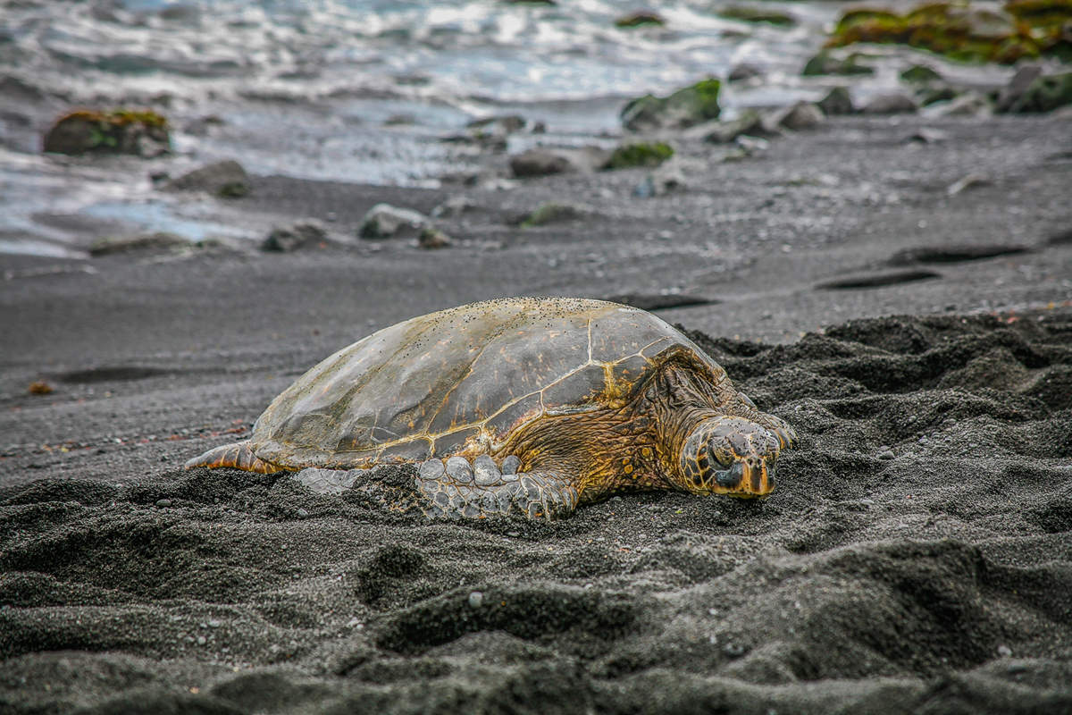 "Я на солнышке лежу..."
