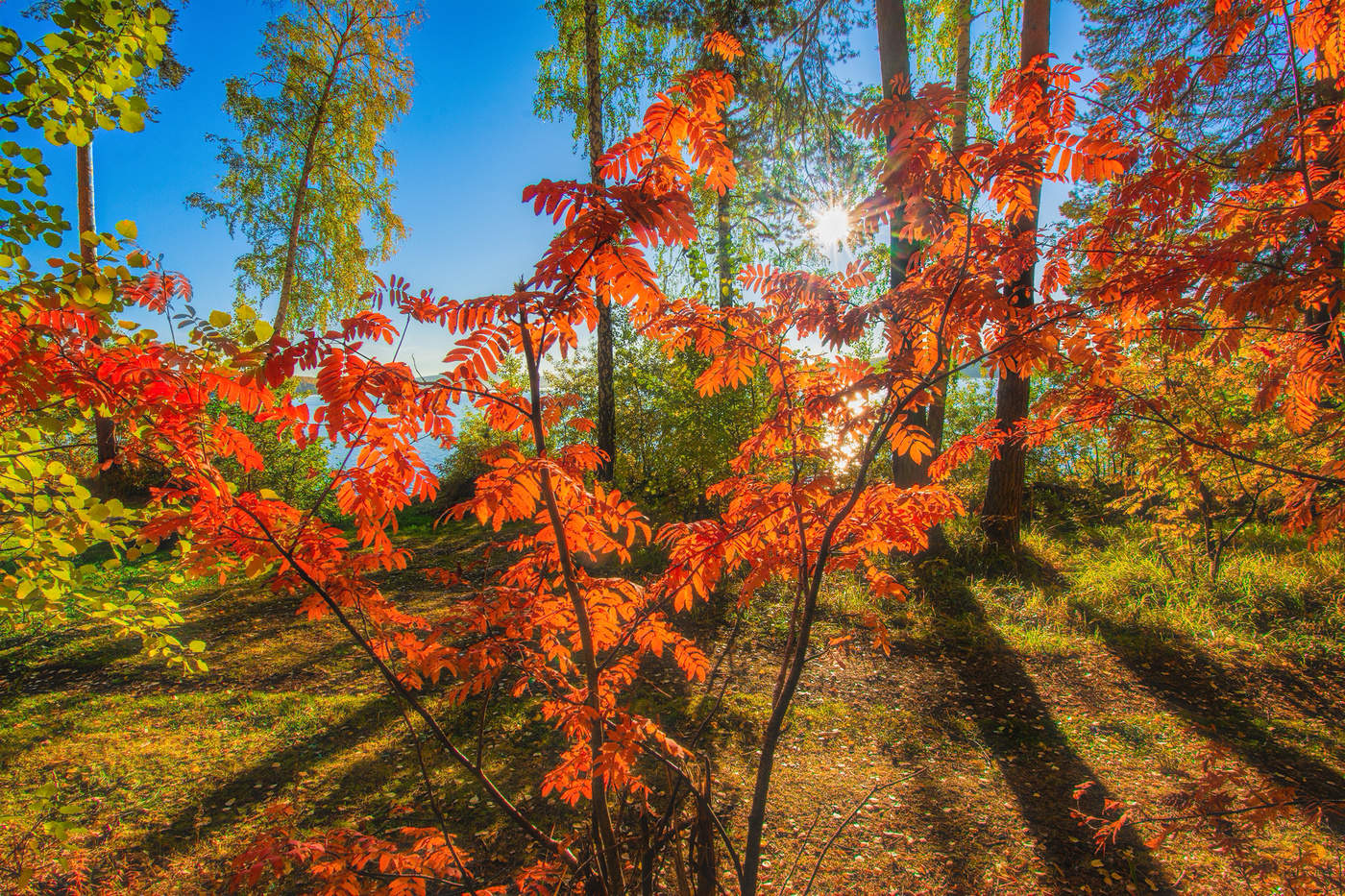 Алый цвет рябин