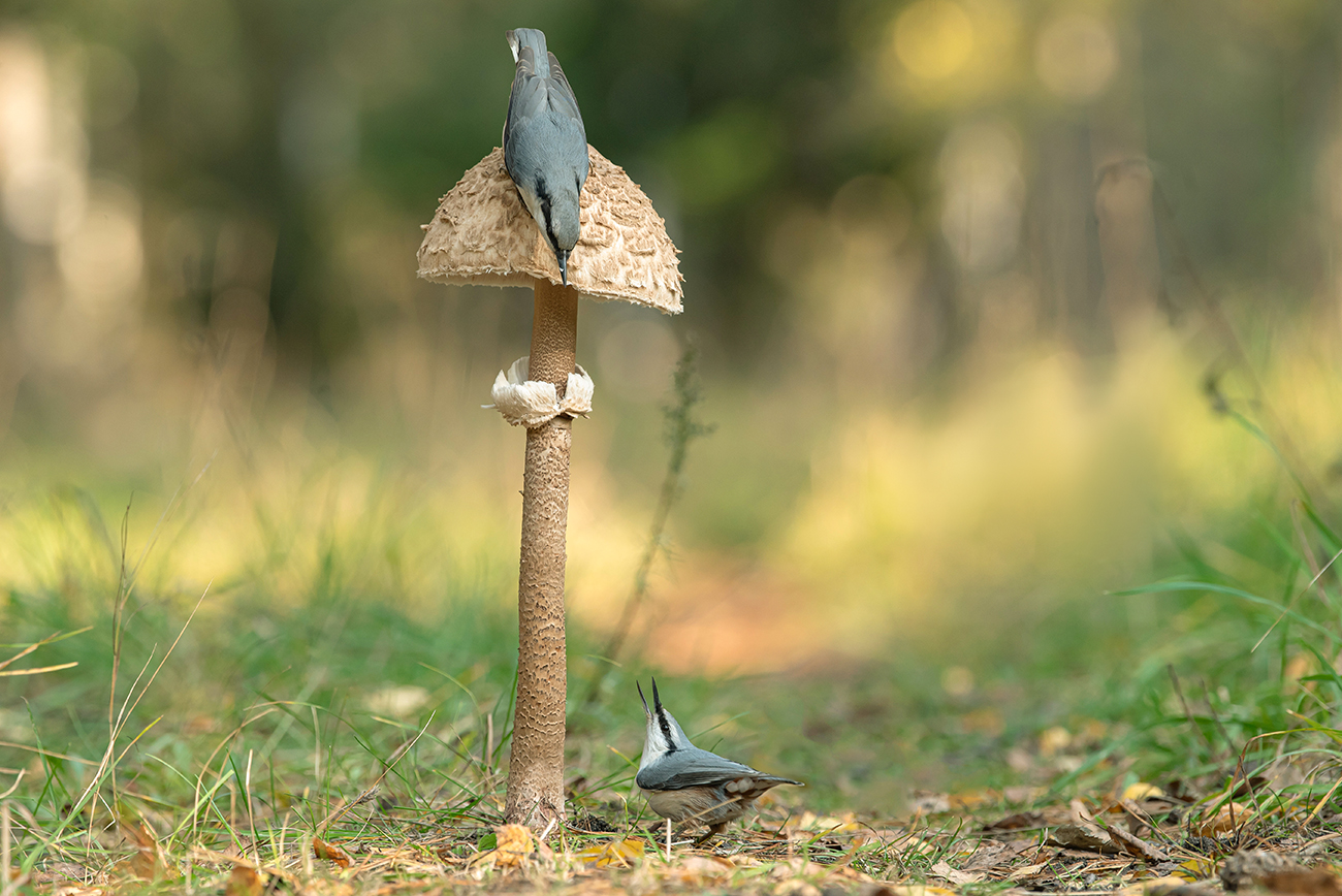 Когда грибы были большие...