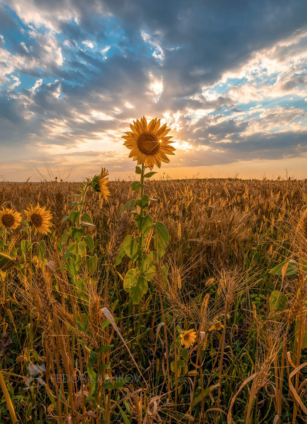Подсолнух в поле