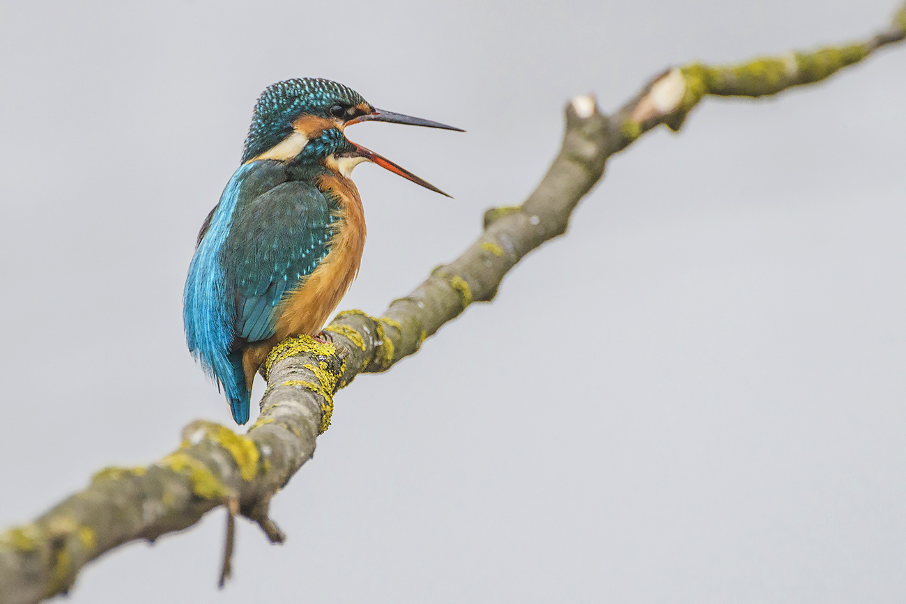 Позывные зимородка