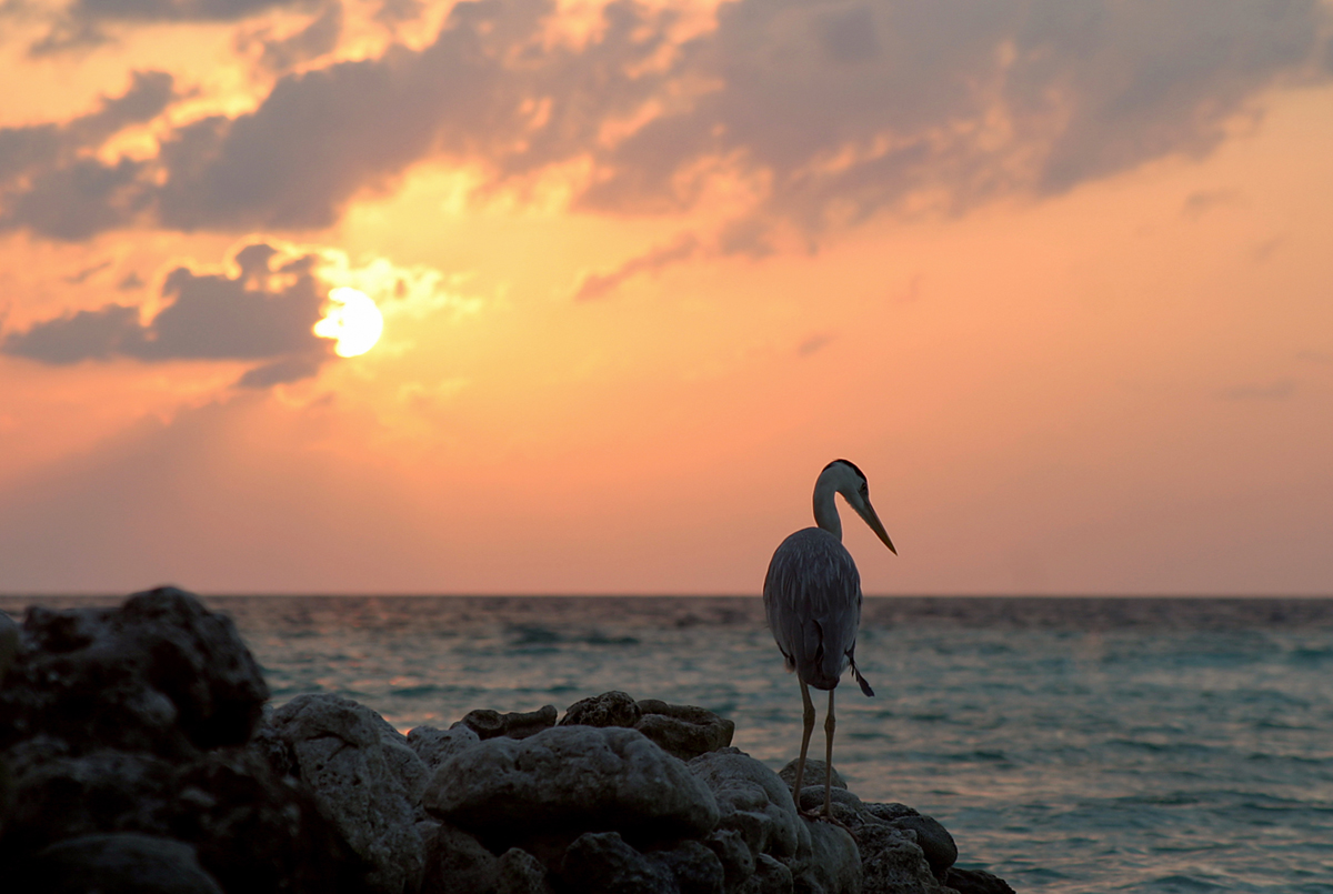 Безмятежность